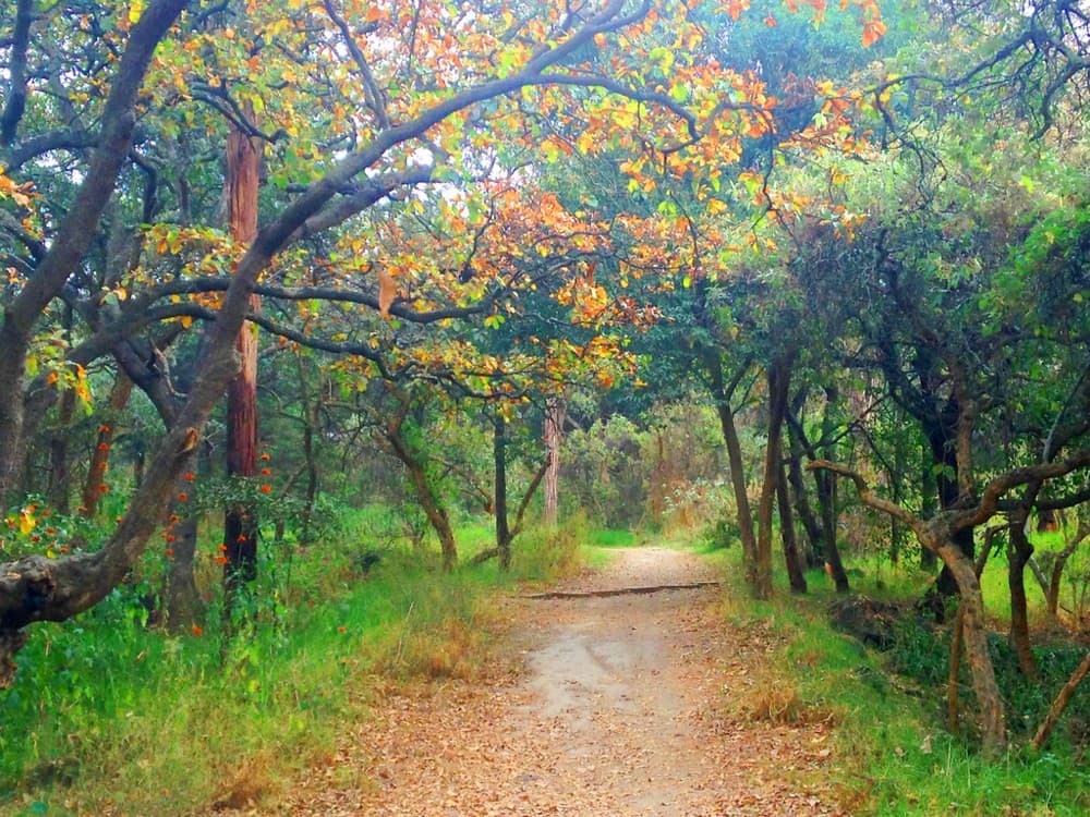 CUESTAS EN BOSQUE DE TLALPAN